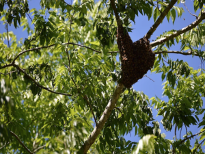 Bee Hive located in Orlando, Fl
