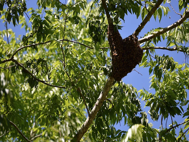 Bee Hive located in Orlando, Fl