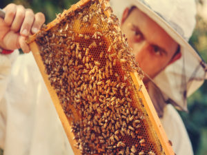 Beekeeper collecting honey