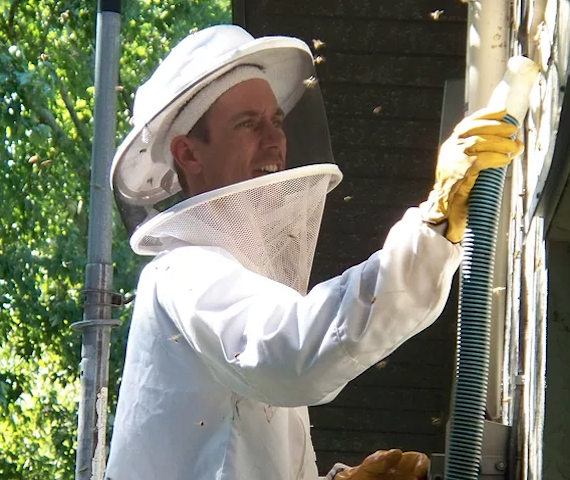 live Bee Removal