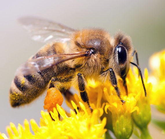 Honey Bee collecting nectar from flower near Orlando, Fl