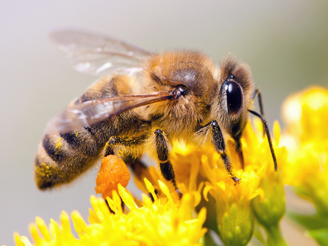 Honey Bee collecting nectar from flower near Orlando, Fl