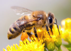 Honey Bee collecting nectar from flower near Orlando, Florida