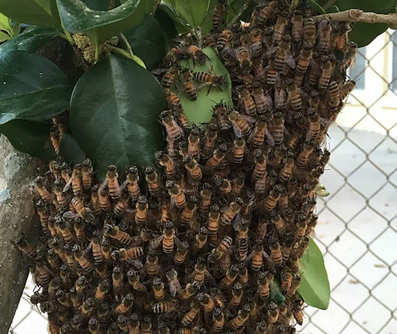 Orlando Bee Swarm Removal