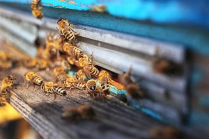 Orlando bee removal, Bee Removal Orlando