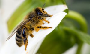 Orlando beekeeping, Beekeeping Orlando 