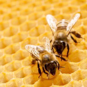 Orlando bee removal, Bee Removal Orlando 